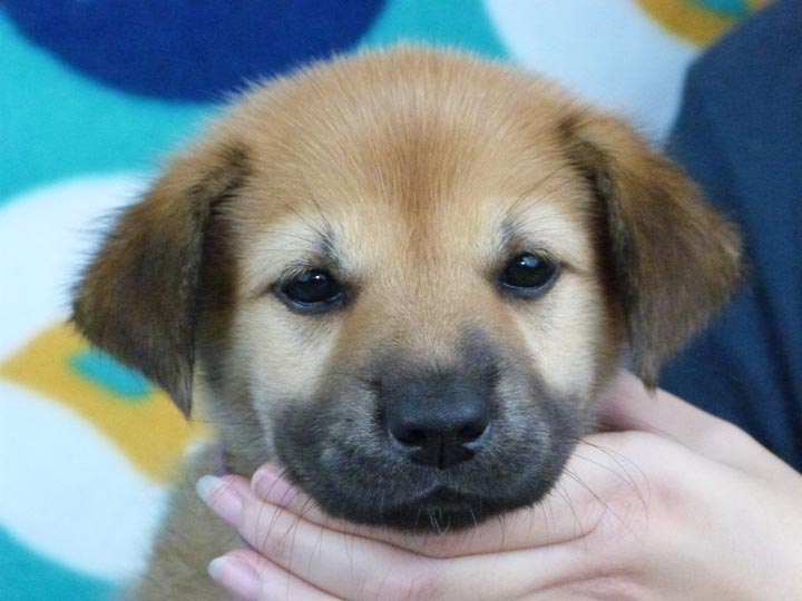 chinook puppy